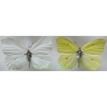 Gonepteryx rhamni (Linnaeus, 1758) pair Poland67f
